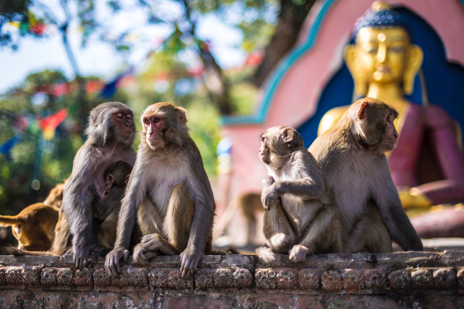 معبد میمون ها