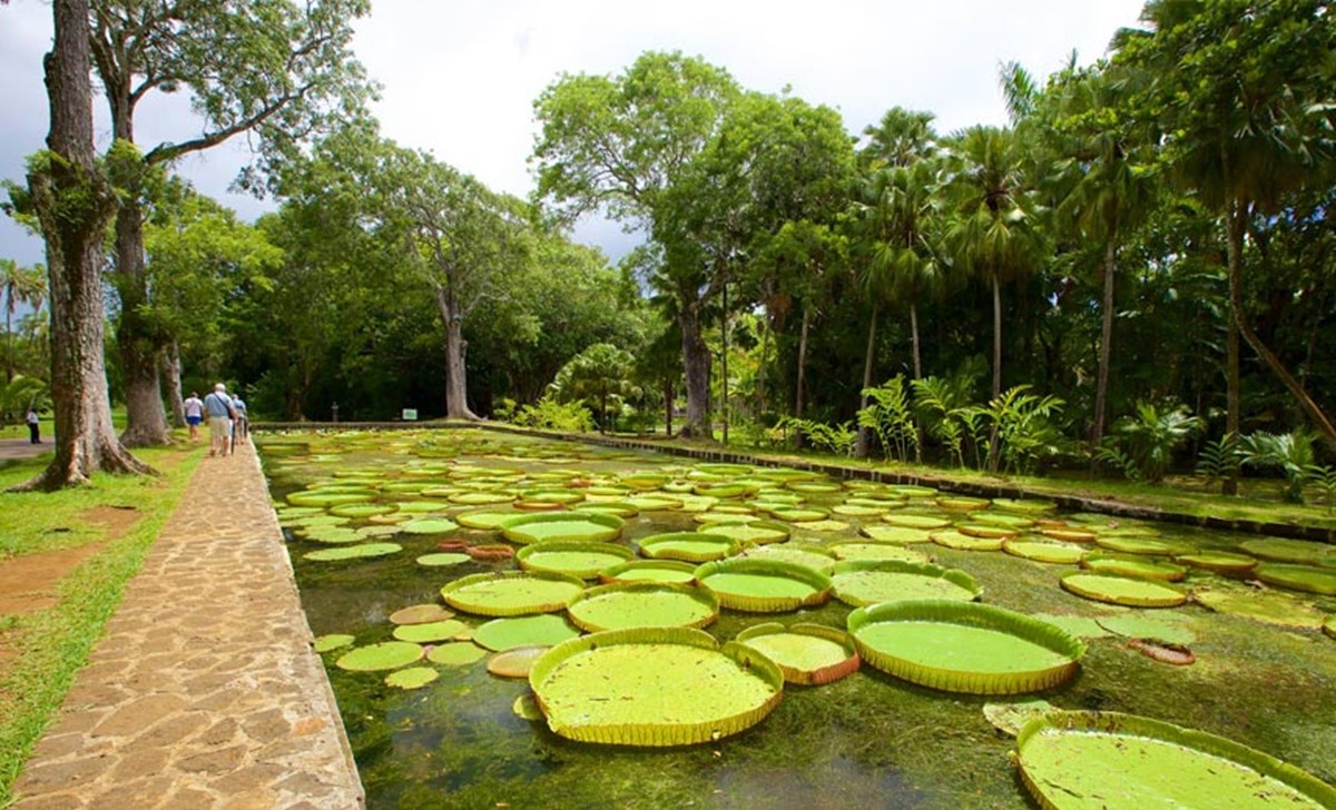 باغ گیاه شناسی پِردانا در کوآلالامپور