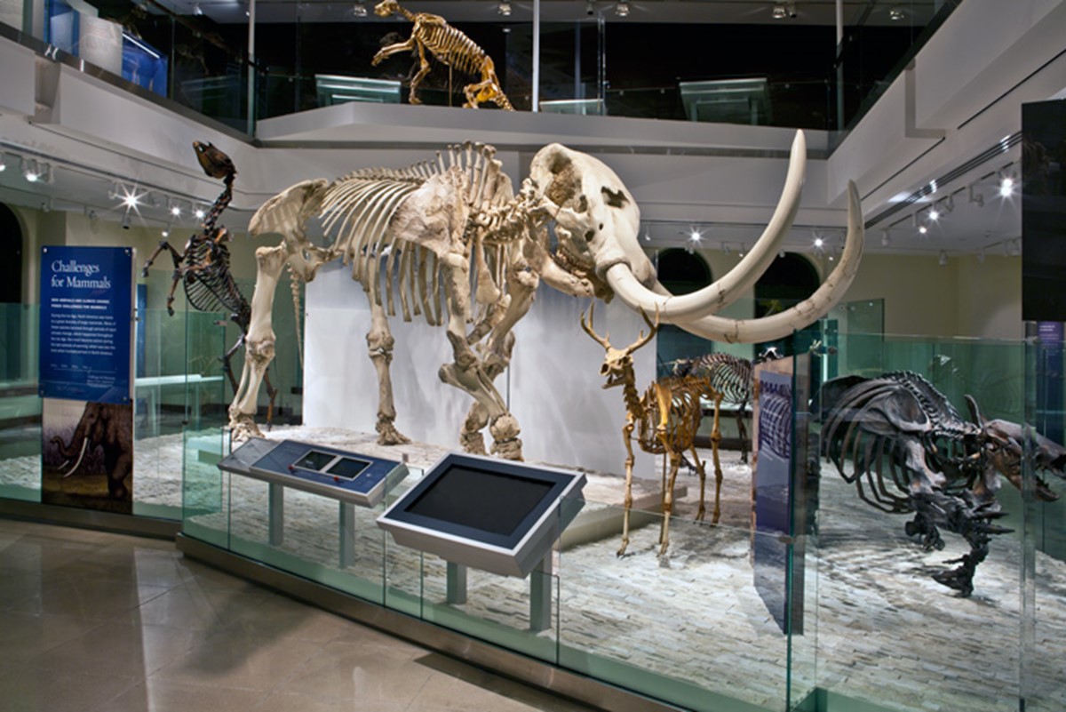 موزه ی تاریخ طبیعی 