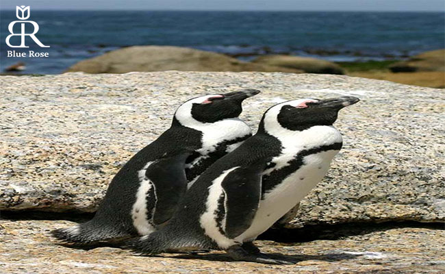 پنگوئن‌ها در آفریقای جنوبی