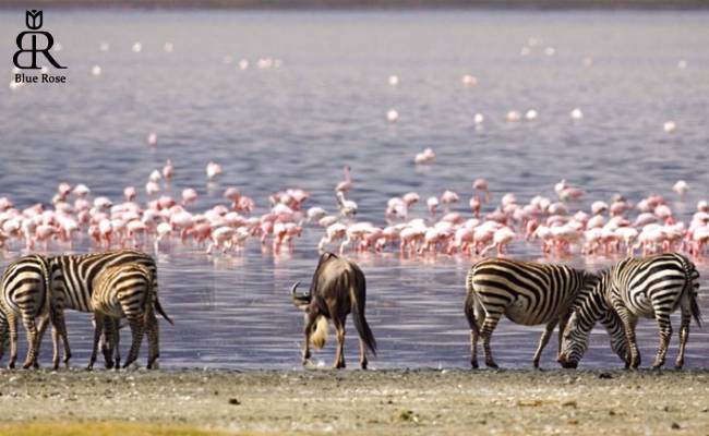 پارک ملی دریاچه ناکورو آفریقا