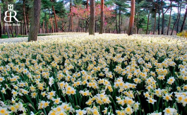 پارک هیتاچی در کشور ژاپن در فصل گل‌های نرگس