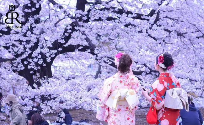 شرکت در جشن شکوفه‌های گیلاس در کشور ژاپن
