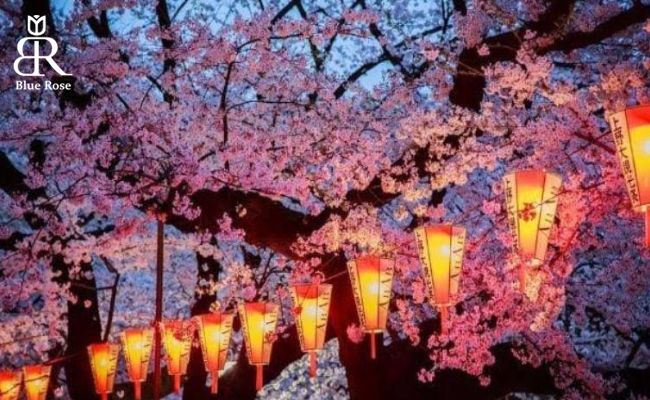 برگزاری جشن شکوفه‌های گیلاس کشور ژاپن