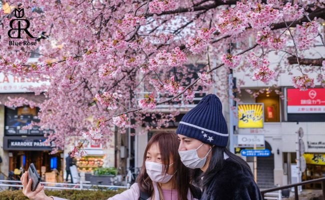 جشن شکوفه‌های گیلاس کشور ژاپن