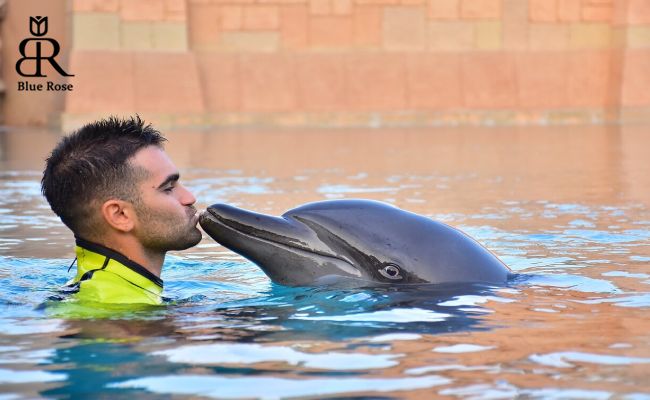 مرکز دلفین بی در دبی