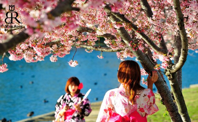 جشن شکوفه‌های گیلاس در کشور ژاپن