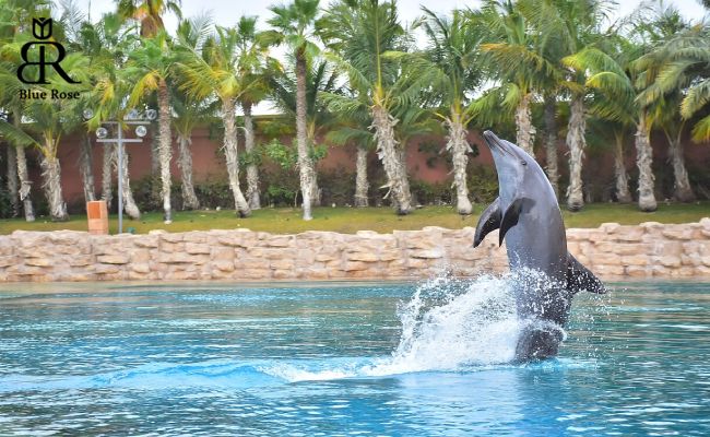 مرکز دلفین بی دبی امارات