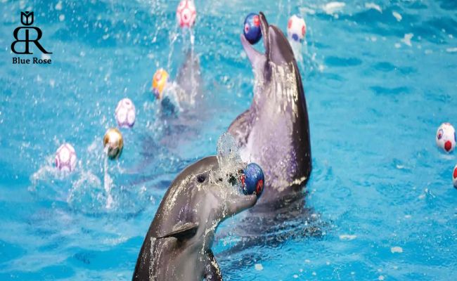 مرکز دلفین بی‌شهر دبی