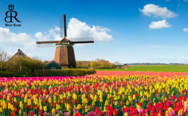 جشن آسیاب‌های بادی در هلند