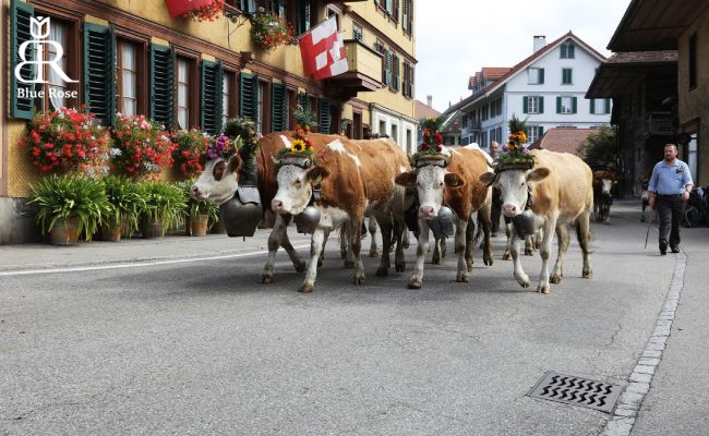 سفر به سوئیس، همه چیز درباره زوریخ سوئیس