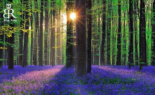 چنگل‌های زیبای بلژیک، جنگل هالربوس در بلژیک