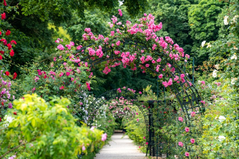 باغ گل رز پاریس