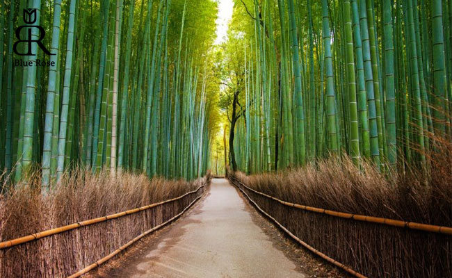 جنگل بامبوآراشیاما در ژاپن