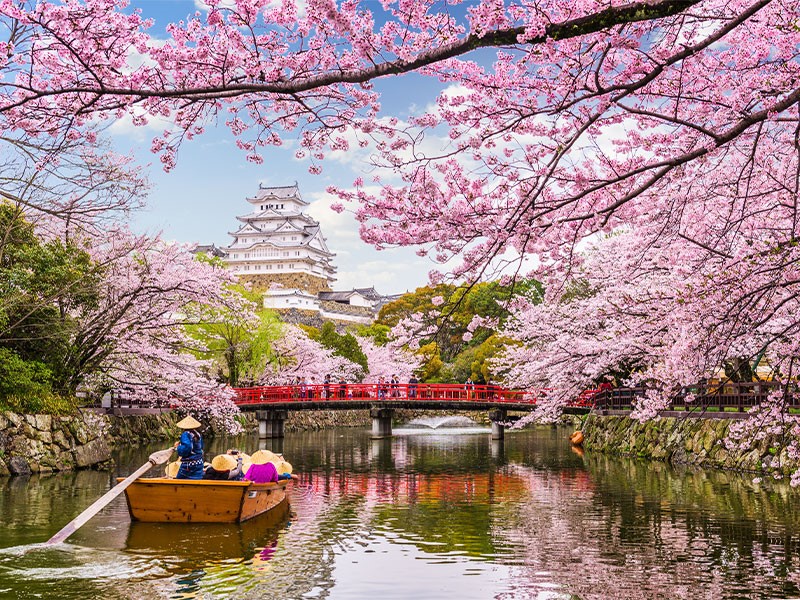 شکوفه های گیلاس ژاپن در فصل بهار؛ بهترین زمان سفر به ژاپن
