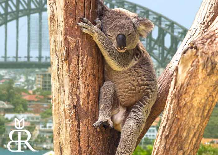 باغ وحش تارونگا استرالیا